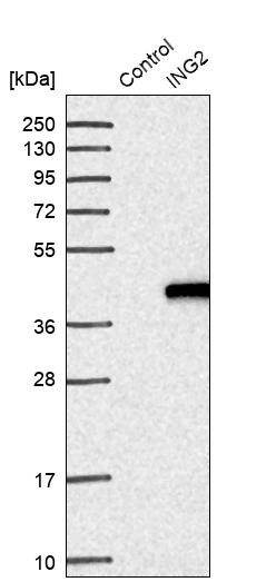 Western blot analysis in control (vector only transfected HEK293T lysate) and ING2 over-expression lysate (Co-expressed with a C-terminal myc-DDK tag (~3.1 kDa) in mammalian HEK293T cells, LY419856).