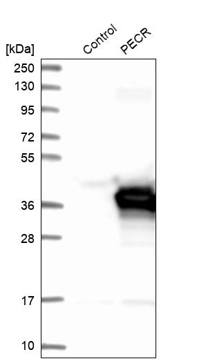 Western blot analysis in control (vector only transfected HEK293T lysate) and PECR over-expression lysate (Co-expressed with a C-terminal myc-DDK tag (~3.1 kDa) in mammalian HEK293T cells, LY413023). Western blot analysis in control (vector only transfected HEK293T lysate) and PECR over-expression lysate (Co-expressed with a C-terminal myc-DDK tag (~3.1 kDa) in mammalian HEK293T cells, LY413023).