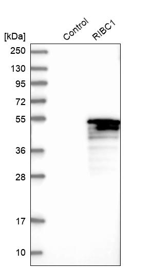 Western blot analysis in control (vector only transfected HEK293T lysate) and RIBC1 over-expression lysate (Co-expressed with a C-terminal myc-DDK tag (~3.1 kDa) in mammalian HEK293T cells, LY422188).