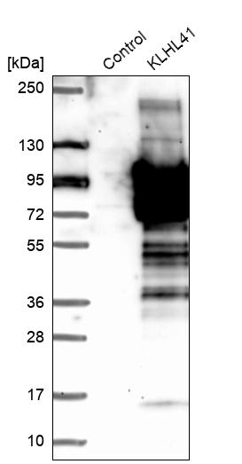 Western blot analysis in control (vector only transfected HEK293T lysate) and KLHL41 over-expression lysate (Co-expressed with a C-terminal myc-DDK tag (~3.1 kDa) in mammalian HEK293T cells, LY416896).