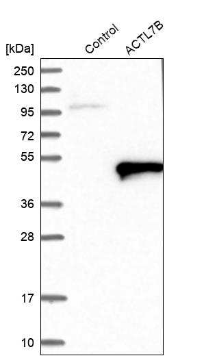 Western blot analysis in control (vector only transfected HEK293T lysate) and ACTL7B over-expression lysate (Co-expressed with a C-terminal myc-DDK tag (~3.1 kDa) in mammalian HEK293T cells, LY416488).