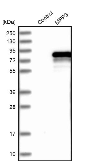 Western blot analysis in control (vector only transfected HEK293T lysate) and MPP3 over-expression lysate (Co-expressed with a C-terminal myc-DDK tag (~3.1 kDa) in mammalian HEK293T cells, LY419634).