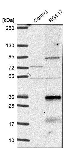 Western blot analysis in control (vector only transfected HEK293T lysate) and RGS17 over-expression lysate (Co-expressed with a C-terminal myc-DDK tag (~3.1 kDa) in mammalian HEK293T cells, LY402209). Western blot analysis in control (vector only transfected HEK293T lysate) and RGS17 over-expression lysate (Co-expressed with a C-terminal myc-DDK tag (~3.1 kDa) in mammalian HEK293T cells, LY402209).