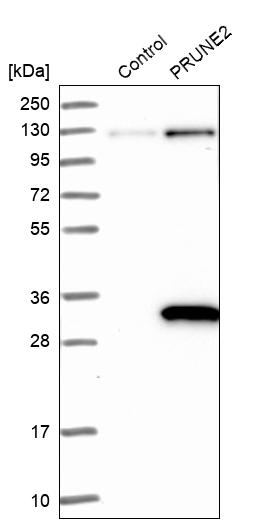 Western blot analysis in control (vector only transfected HEK293T lysate) and PRUNE2 over-expression lysate (Co-expressed with a C-terminal myc-DDK tag (~3.1 kDa) in mammalian HEK293T cells, LY408463). Western blot analysis in control (vector only transfected HEK293T lysate) and PRUNE2 over-expression lysate (Co-expressed with a C-terminal myc-DDK tag (~3.1 kDa) in mammalian HEK293T cells, LY408463).