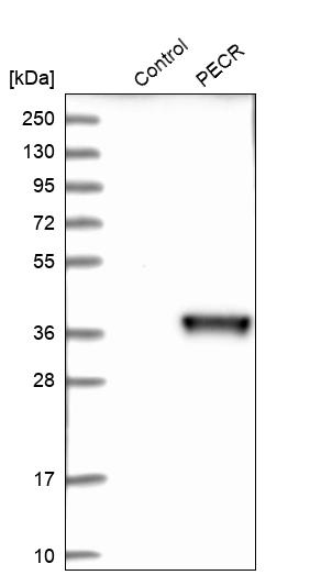 Western blot analysis in control (vector only transfected HEK293T lysate) and PECR over-expression lysate (Co-expressed with a C-terminal myc-DDK tag (~3.1 kDa) in mammalian HEK293T cells, LY413023). Western blot analysis in control (vector only transfected HEK293T lysate) and PECR over-expression lysate (Co-expressed with a C-terminal myc-DDK tag (~3.1 kDa) in mammalian HEK293T cells, LY413023).