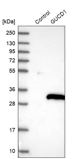 Western blot analysis in control (vector only transfected HEK293T lysate) and GUCD1 over-expression lysate (Co-expressed with a C-terminal myc-DDK tag (~3.1 kDa) in mammalian HEK293T cells, LY410517).