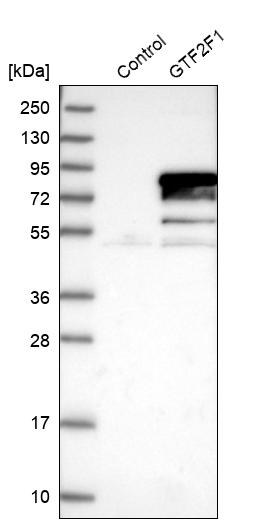 Western blot analysis in control (vector only transfected HEK293T lysate) and GTF2F1 over-expression lysate (Co-expressed with a C-terminal myc-DDK tag (~3.1 kDa) in mammalian HEK293T cells, LY400767).
