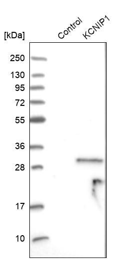 Western blot analysis in control (vector only transfected HEK293T lysate) and KCNIP1 over-expression lysate (Co-expressed with a C-terminal myc-DDK tag (~3.1 kDa) in mammalian HEK293T cells, LY415191). Western blot analysis in control (vector only transfected HEK293T lysate) and KCNIP1 over-expression lysate (Co-expressed with a C-terminal myc-DDK tag (~3.1 kDa) in mammalian HEK293T cells, LY415191).
