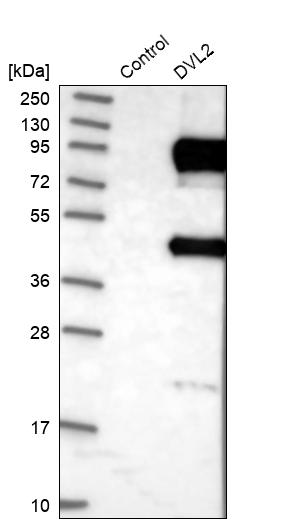 Western blot analysis in control (vector only transfected HEK293T lysate) and DVL2 over-expression lysate (Co-expressed with a C-terminal myc-DDK tag (~3.1 kDa) in mammalian HEK293T cells, LY401405).