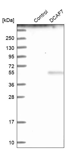 Western blot analysis in control (vector only transfected HEK293T lysate) and DCAF7 over-expression lysate (Co-expressed with a C-terminal myc-DDK tag (~3.1 kDa) in mammalian HEK293T cells, LY417042). Western blot analysis in control (vector only transfected HEK293T lysate) and DCAF7 over-expression lysate (Co-expressed with a C-terminal myc-DDK tag (~3.1 kDa) in mammalian HEK293T cells, LY417042).