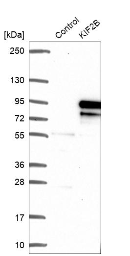 Western blot analysis in control (vector only transfected HEK293T lysate) and KIF2B over-expression lysate (Co-expressed with a C-terminal myc-DDK tag (~3.1 kDa) in mammalian HEK293T cells, LY410047).