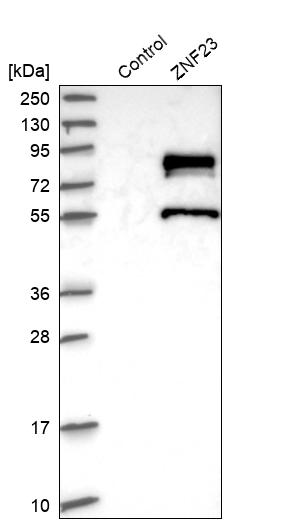 Western blot analysis in control (vector only transfected HEK293T lysate) and ZNF23 over-expression lysate (Co-expressed with a C-terminal myc-DDK tag (~3.1 kDa) in mammalian HEK293T cells, LY407845).