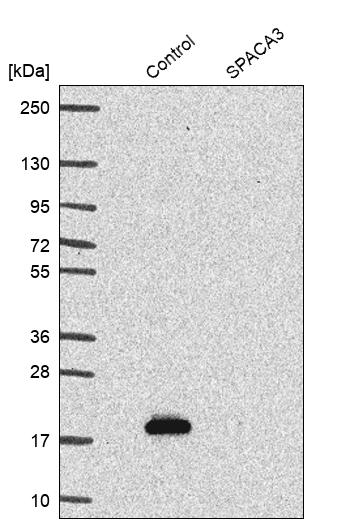 Western blot analysis in control (vector only transfected HEK293T lysate) and SPACA3 over-expression lysate (Co-expressed with a C-terminal myc-DDK tag (~3.1 kDa) in mammalian HEK293T cells, LY406283). Western blot analysis in control (vector only transfected HEK293T lysate) and SPACA3 over-expression lysate (Co-expressed with a C-terminal myc-DDK tag (~3.1 kDa) in mammalian HEK293T cells, LY406283).
