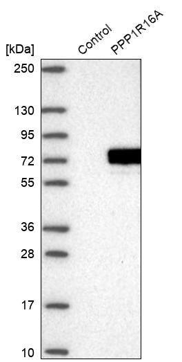Western blot analysis in control (vector only transfected HEK293T lysate) and PPP1R16A over-expression lysate (Co-expressed with a C-terminal myc-DDK tag (~3.1 kDa) in mammalian HEK293T cells, LY409864). Western blot analysis in control (vector only transfected HEK293T lysate) and PPP1R16A over-expression lysate (Co-expressed with a C-terminal myc-DDK tag (~3.1 kDa) in mammalian HEK293T cells, LY409864).