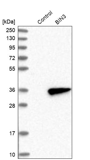 Western blot analysis in control (vector only transfected HEK293T lysate) and BIN3 over-expression lysate (Co-expressed with a C-terminal myc-DDK tag (~3.1 kDa) in mammalian HEK293T cells, LY402705).