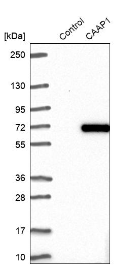 Western blot analysis in control (vector only transfected HEK293T lysate) and CAAP1 over-expression lysate (Co-expressed with a C-terminal myc-DDK tag (~3.1 kDa) in mammalian HEK293T cells, LY410946). Western blot analysis in control (vector only transfected HEK293T lysate) and CAAP1 over-expression lysate (Co-expressed with a C-terminal myc-DDK tag (~3.1 kDa) in mammalian HEK293T cells, LY410946).