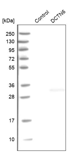 Western blot analysis in control (vector only transfected HEK293T lysate) and DCTN6 over-expression lysate (Co-expressed with a C-terminal myc-DDK tag (~3.1 kDa) in mammalian HEK293T cells, LY401967).