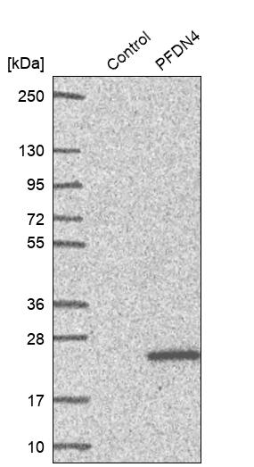 Western blot analysis in control (vector only transfected HEK293T lysate) and PFDN4 over-expression lysate (Co-expressed with a C-terminal myc-DDK tag (~3.1 kDa) in mammalian HEK293T cells, LY419198).