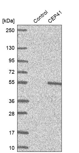 Western blot analysis in control (vector only transfected HEK293T lysate) and CEP41 over-expression lysate (Co-expressed with a C-terminal myc-DDK tag (~3.1 kDa) in mammalian HEK293T cells, LY412890). Western blot analysis in control (vector only transfected HEK293T lysate) and CEP41 over-expression lysate (Co-expressed with a C-terminal myc-DDK tag (~3.1 kDa) in mammalian HEK293T cells, LY412890).