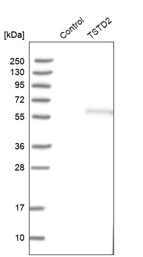 Western blot analysis in control (vector only transfected HEK293T lysate) and TSTD2 over-expression lysate (Co-expressed with a C-terminal myc-DDK tag (~3.1 kDa) in mammalian HEK293T cells, LY408321).