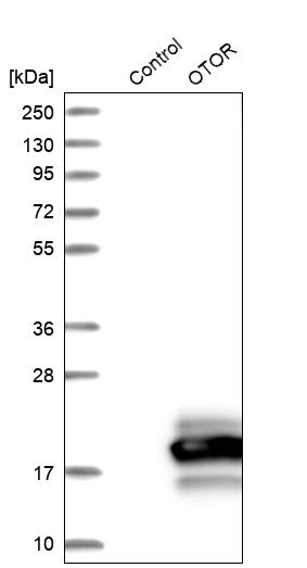 Western blot analysis in control (vector only transfected HEK293T lysate) and OTOR over-expression lysate (Co-expressed with a C-terminal myc-DDK tag (~3.1 kDa) in mammalian HEK293T cells, LY412640). Western blot analysis in control (vector only transfected HEK293T lysate) and OTOR over-expression lysate (Co-expressed with a C-terminal myc-DDK tag (~3.1 kDa) in mammalian HEK293T cells, LY412640).