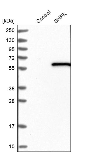 Western blot analysis in control (vector only transfected HEK293T lysate) and SHPK over-expression lysate (Co-expressed with a C-terminal myc-DDK tag (~3.1 kDa) in mammalian HEK293T cells, LY415695).