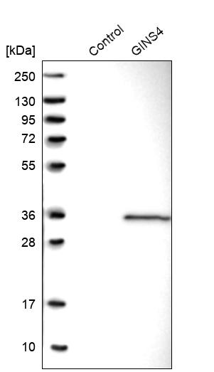 Western blot analysis in control (vector only transfected HEK293T lysate) and GINS4 over-expression lysate (Co-expressed with a C-terminal myc-DDK tag (~3.1 kDa) in mammalian HEK293T cells, LY403156). Western blot analysis in control (vector only transfected HEK293T lysate) and GINS4 over-expression lysate (Co-expressed with a C-terminal myc-DDK tag (~3.1 kDa) in mammalian HEK293T cells, LY403156).