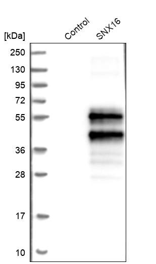 Western blot analysis in control (vector only transfected HEK293T lysate) and SNX16 over-expression lysate (Co-expressed with a C-terminal myc-DDK tag (~3.1 kDa) in mammalian HEK293T cells, LY403494). Western blot analysis in control (vector only transfected HEK293T lysate) and SNX16 over-expression lysate (Co-expressed with a C-terminal myc-DDK tag (~3.1 kDa) in mammalian HEK293T cells, LY403494).