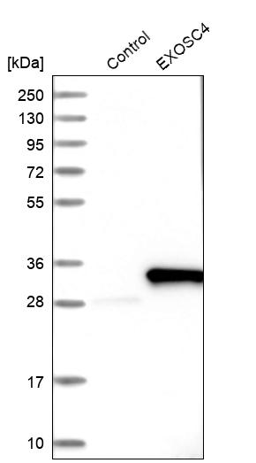 Western blot analysis in control (vector only transfected HEK293T lysate) and EXOSC4 over-expression lysate (Co-expressed with a C-terminal myc-DDK tag (~3.1 kDa) in mammalian HEK293T cells, LY412805).