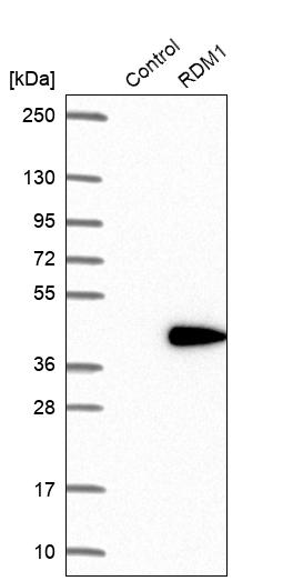 Western blot analysis in control (vector only transfected HEK293T lysate) and RDM1 over-expression lysate (Co-expressed with a C-terminal myc-DDK tag (~3.1 kDa) in mammalian HEK293T cells, LY407910).