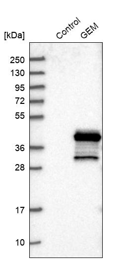 Western blot analysis in control (vector only transfected HEK293T lysate) and GEM over-expression lysate (Co-expressed with a C-terminal myc-DDK tag (~3.1 kDa) in mammalian HEK293T cells, LY405649). Western blot analysis in control (vector only transfected HEK293T lysate) and GEM over-expression lysate (Co-expressed with a C-terminal myc-DDK tag (~3.1 kDa) in mammalian HEK293T cells, LY405649).