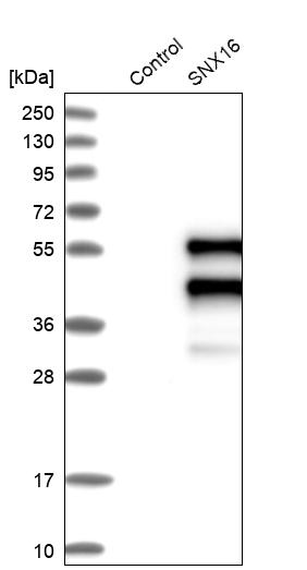 Western blot analysis in control (vector only transfected HEK293T lysate) and SNX16 over-expression lysate (Co-expressed with a C-terminal myc-DDK tag (~3.1 kDa) in mammalian HEK293T cells, LY403494). Western blot analysis in control (vector only transfected HEK293T lysate) and SNX16 over-expression lysate (Co-expressed with a C-terminal myc-DDK tag (~3.1 kDa) in mammalian HEK293T cells, LY403494).
