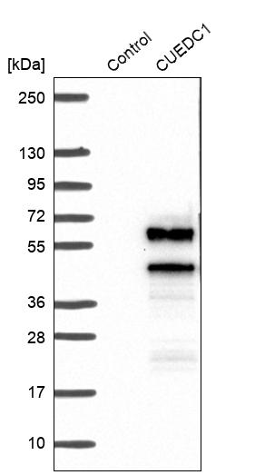 Western blot analysis in control (vector only transfected HEK293T lysate) and CUEDC1 over-expression lysate (Co-expressed with a C-terminal myc-DDK tag (~3.1 kDa) in mammalian HEK293T cells, LY413433). Western blot analysis in control (vector only transfected HEK293T lysate) and CUEDC1 over-expression lysate (Co-expressed with a C-terminal myc-DDK tag (~3.1 kDa) in mammalian HEK293T cells, LY413433).