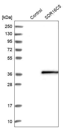 Western blot analysis in control (vector only transfected HEK293T lysate) and SDR16C5 over-expression lysate (Co-expressed with a C-terminal myc-DDK tag (~3.1 kDa) in mammalian HEK293T cells, LY408444). Western blot analysis in control (vector only transfected HEK293T lysate) and SDR16C5 over-expression lysate (Co-expressed with a C-terminal myc-DDK tag (~3.1 kDa) in mammalian HEK293T cells, LY408444).