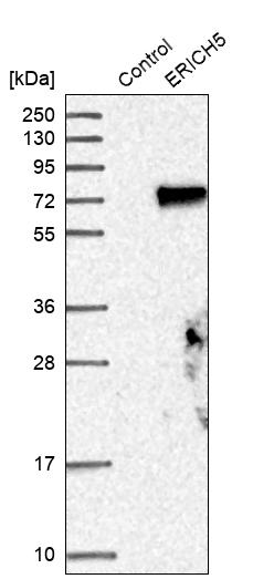 Western blot analysis in control (vector only transfected HEK293T lysate) and ERICH5 over-expression lysate (Co-expressed with a C-terminal myc-DDK tag (~3.1 kDa) in mammalian HEK293T cells, LY406460).