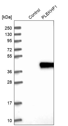 Western blot analysis in control (vector only transfected HEK293T lysate) and PLEKHF1 over-expression lysate (Co-expressed with a C-terminal myc-DDK tag (~3.1 kDa) in mammalian HEK293T cells, LY402983). Western blot analysis in control (vector only transfected HEK293T lysate) and PLEKHF1 over-expression lysate (Co-expressed with a C-terminal myc-DDK tag (~3.1 kDa) in mammalian HEK293T cells, LY402983).