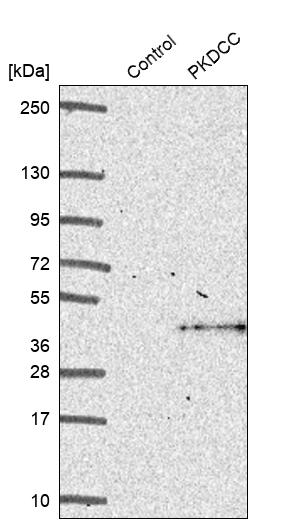 Western blot analysis in control (vector only transfected HEK293T lysate) and PKDCC over-expression lysate (Co-expressed with a C-terminal myc-DDK tag (~3.1 kDa) in mammalian HEK293T cells, LY408639). Western blot analysis in control (vector only transfected HEK293T lysate) and PKDCC over-expression lysate (Co-expressed with a C-terminal myc-DDK tag (~3.1 kDa) in mammalian HEK293T cells, LY408639).