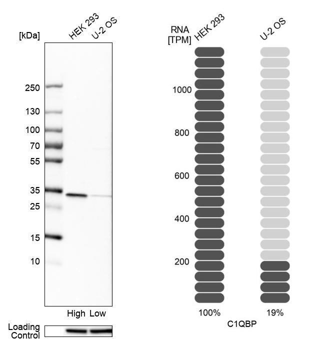 Western blot analysis in human cell lines HEK293 and U2OS using Anti-C1QBP antibody. Corresponding C1QBP RNA-seq data are presented for the same cell lines. Loading control: Anti-HSP90B1.