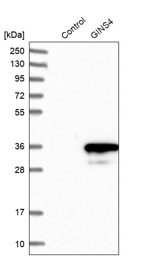 Western blot analysis in control (vector only transfected HEK293T lysate) and GINS4 over-expression lysate (Co-expressed with a C-terminal myc-DDK tag (~3.1 kDa) in mammalian HEK293T cells, LY403156). Western blot analysis in control (vector only transfected HEK293T lysate) and GINS4 over-expression lysate (Co-expressed with a C-terminal myc-DDK tag (~3.1 kDa) in mammalian HEK293T cells, LY403156).