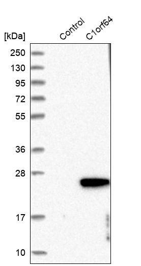 Western blot analysis in control (vector only transfected HEK293T lysate) and C1orf64 over-expression lysate (Co-expressed with a C-terminal myc-DDK tag (~3.1 kDa) in mammalian HEK293T cells, LY405856).