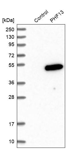 Western blot analysis in control (vector only transfected HEK293T lysate) and PHF13 over-expression lysate (Co-expressed with a C-terminal myc-DDK tag (~3.1 kDa) in mammalian HEK293T cells, LY406961).