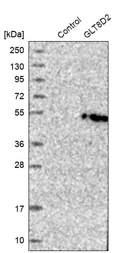 Western blot analysis in control (vector only transfected HEK293T lysate) and GLT8D2 over-expression lysate (Co-expressed with a C-terminal myc-DDK tag (~3.1 kDa) in mammalian HEK293T cells, LY410552). Western blot analysis in control (vector only transfected HEK293T lysate) and GLT8D2 over-expression lysate (Co-expressed with a C-terminal myc-DDK tag (~3.1 kDa) in mammalian HEK293T cells, LY410552).
