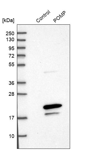 Western blot analysis in control (vector only transfected HEK293T lysate) and POMP over-expression lysate (Co-expressed with a C-terminal myc-DDK tag (~3.1 kDa) in mammalian HEK293T cells, LY402471).