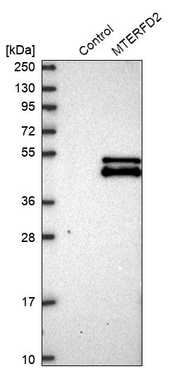 Western blot analysis in control (vector only transfected HEK293T lysate) and MTERFD2 over-expression lysate (Co-expressed with a C-terminal myc-DDK tag (~3.1 kDa) in mammalian HEK293T cells, LY405521). Western blot analysis in control (vector only transfected HEK293T lysate) and MTERFD2 over-expression lysate (Co-expressed with a C-terminal myc-DDK tag (~3.1 kDa) in mammalian HEK293T cells, LY405521).