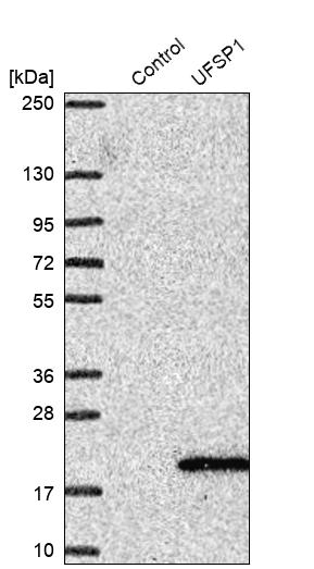 Western blot analysis in control (vector only transfected HEK293T lysate) and UFSP1 over-expression lysate (Co-expressed with a C-terminal myc-DDK tag (~3.1 kDa) in mammalian HEK293T cells, LY423124). Western blot analysis in control (vector only transfected HEK293T lysate) and UFSP1 over-expression lysate (Co-expressed with a C-terminal myc-DDK tag (~3.1 kDa) in mammalian HEK293T cells, LY423124).