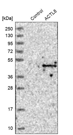 Western blot analysis in control (vector only transfected HEK293T lysate) and ACTL8 over-expression lysate (Co-expressed with a C-terminal myc-DDK tag (~3.1 kDa) in mammalian HEK293T cells, LY403085). Western blot analysis in control (vector only transfected HEK293T lysate) and ACTL8 over-expression lysate (Co-expressed with a C-terminal myc-DDK tag (~3.1 kDa) in mammalian HEK293T cells, LY403085).