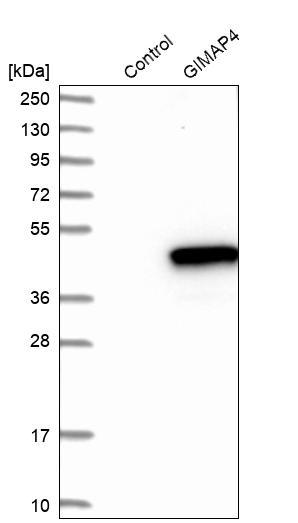 Western blot analysis in control (vector only transfected HEK293T lysate) and GIMAP4 over-expression lysate (Co-expressed with a C-terminal myc-DDK tag (~3.1 kDa) in mammalian HEK293T cells, LY413123).