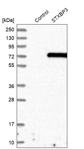 Western blot analysis in control (vector only transfected HEK293T lysate) and STXBP3 over-expression lysate (Co-expressed with a C-terminal myc-DDK tag (~3.1 kDa) in mammalian HEK293T cells, LY416088).