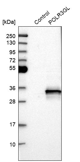 Western blot analysis in control (vector only transfected HEK293T lysate) and POLR3GL over-expression lysate (Co-expressed with a C-terminal myc-DDK tag (~3.1 kDa) in mammalian HEK293T cells, LY410247).