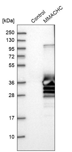 Western blot analysis in control (vector only transfected HEK293T lysate) and MMACHC over-expression lysate (Co-expressed with a C-terminal myc-DDK tag (~3.1 kDa) in mammalian HEK293T cells, LY402444).